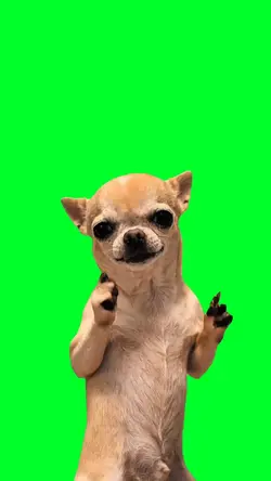 Dog dancing