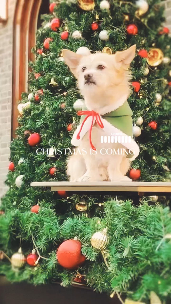 Christmas pet