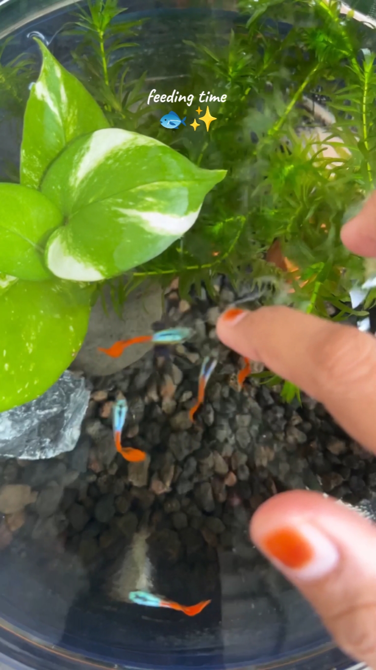 Fish