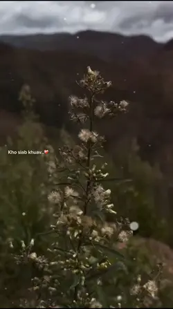 Kho siab khuav ❤️🩹