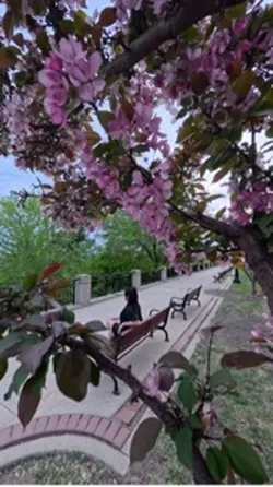 Cherry Blossom
