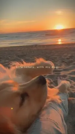 life lately with dog