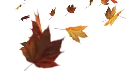 falling leaves ²⁶