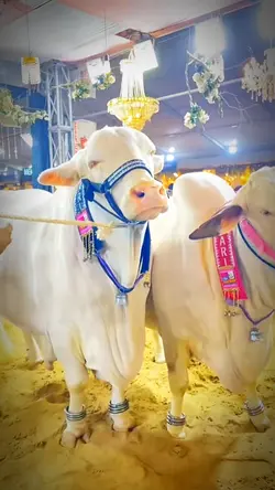 Two beautiful cow 