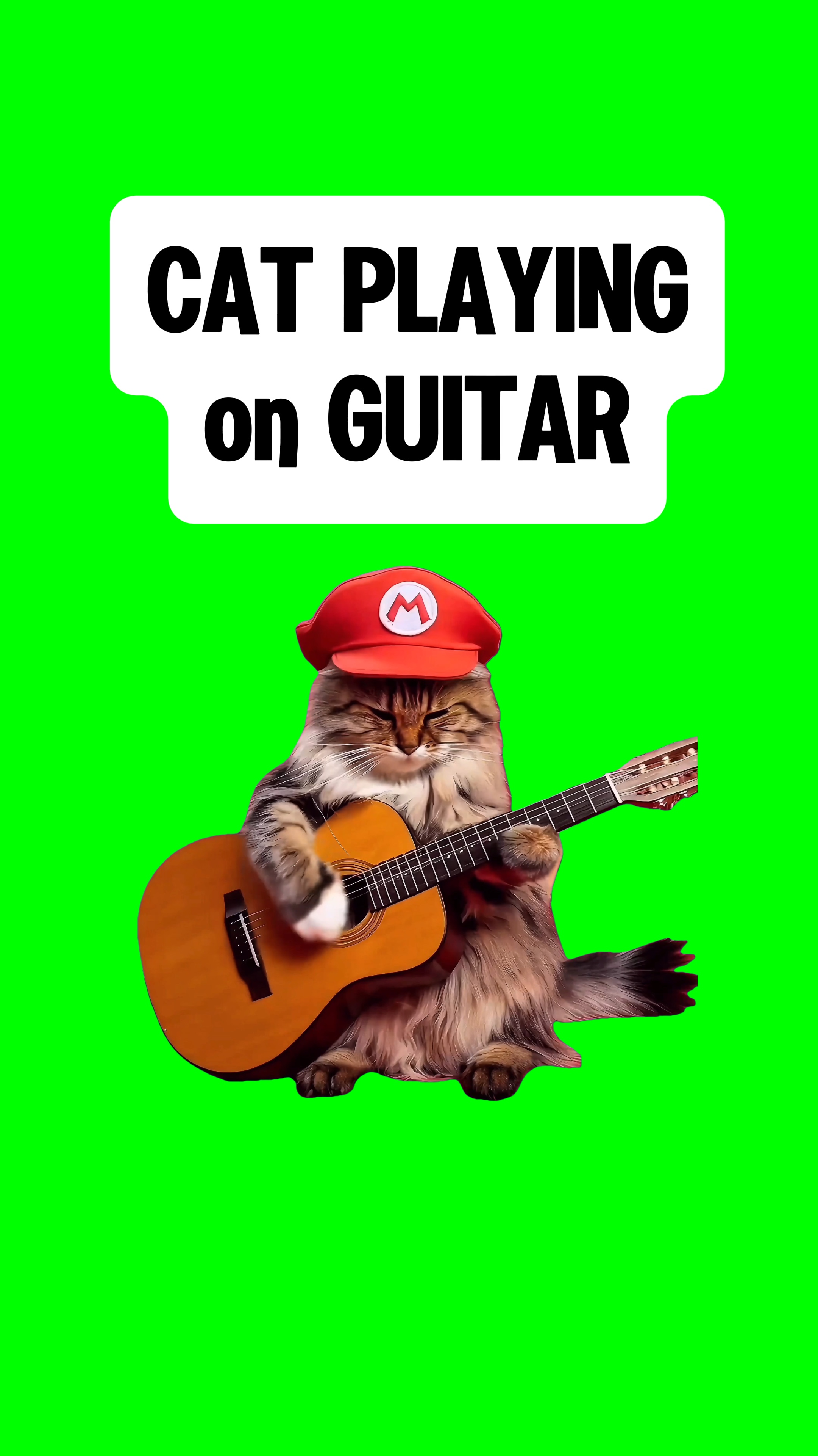 CAT PLAYING ON GUITA