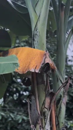 PAGI KU CERAH KU