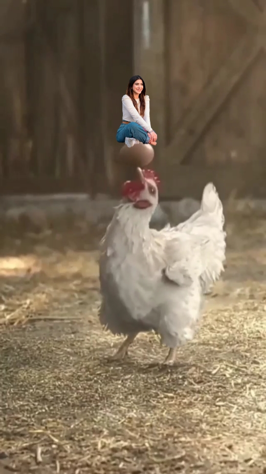 Pollo 