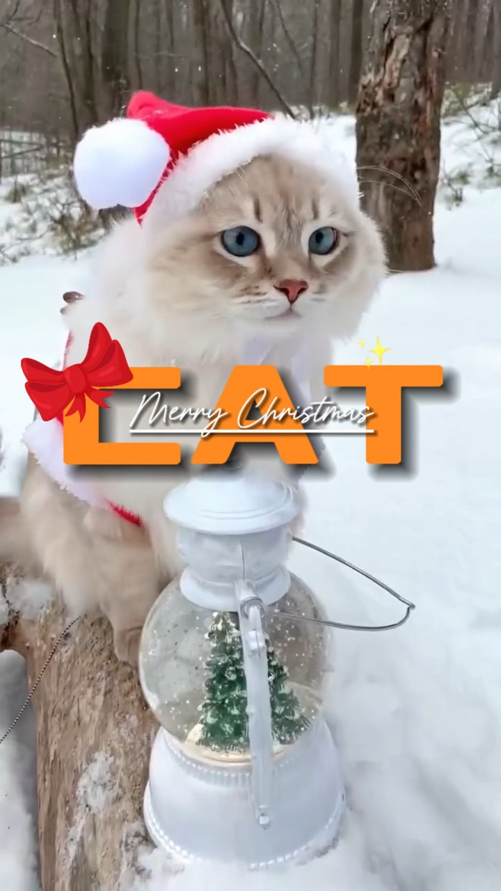Gato, feliz Navidad