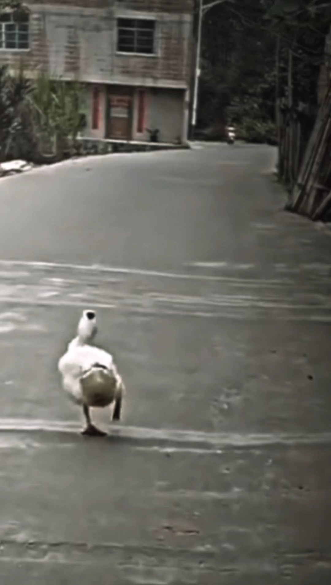 Duck Walk /pageant
