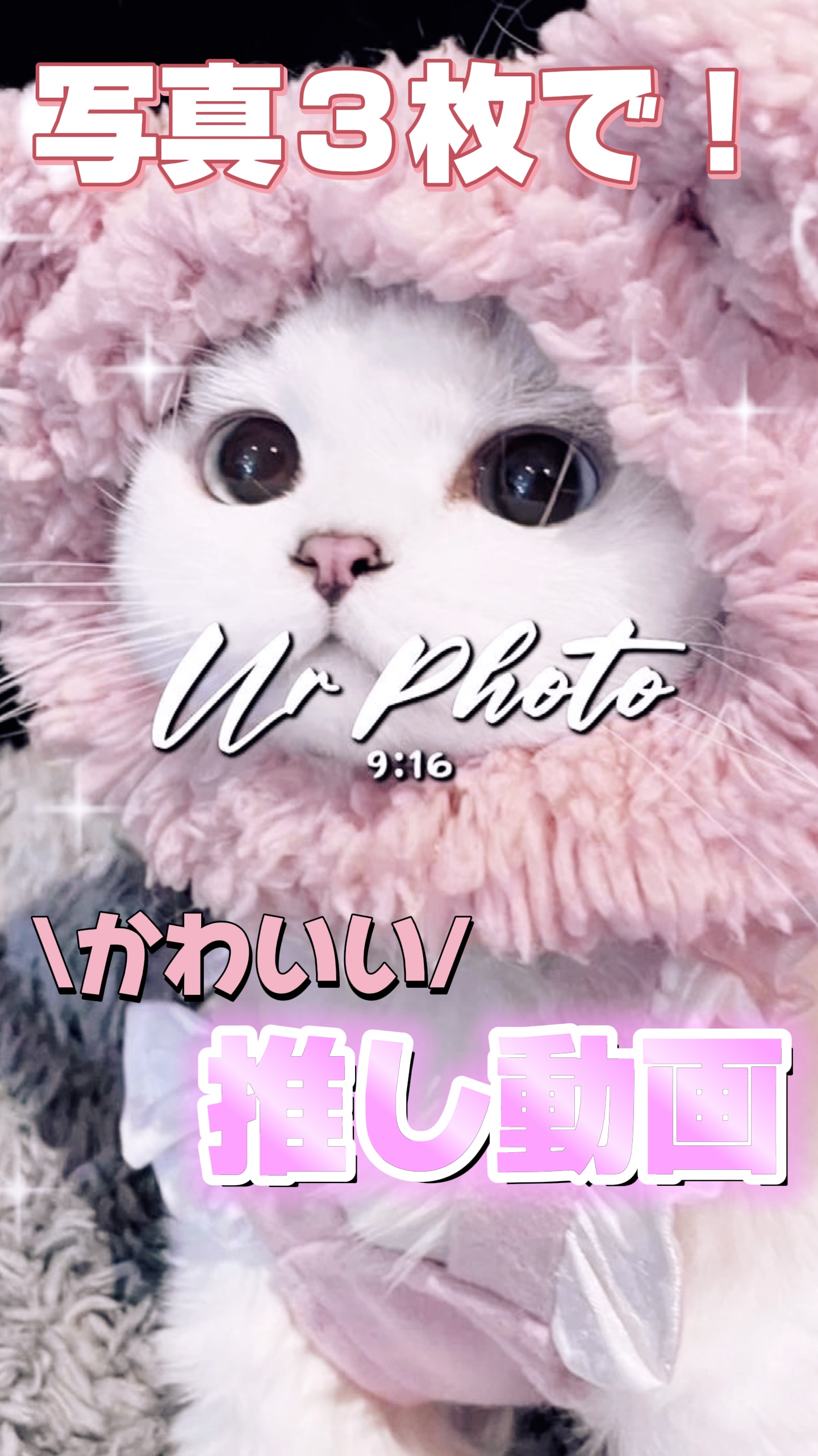 許して猫 推し動画💖