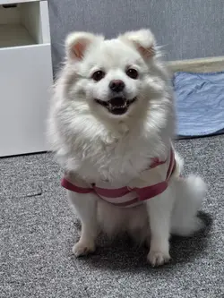 사진 효과 주기