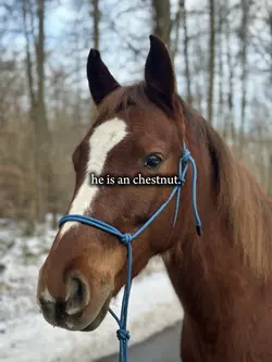 CHESTNUT😻