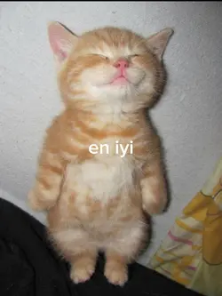 en iyi 5 kedi