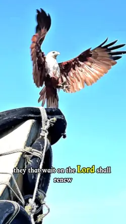 Soar Like an Eagle 