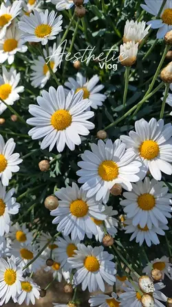 Aesthetic Vlog
