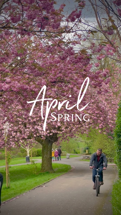 Vibraciones de primavera de Sakura 
