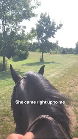 Nice to meet you!🐴