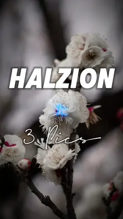 HALZION