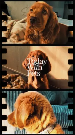 Today With pets