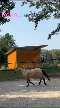 pferdrennenfreiheit