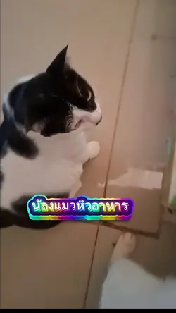 น้องแมวหิวอาหาร