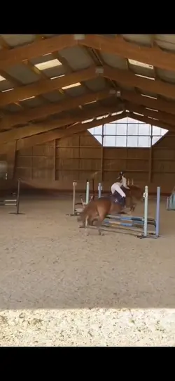 Equestrian 
