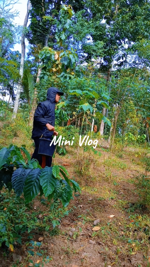 Mini Vlog Berkebun 
