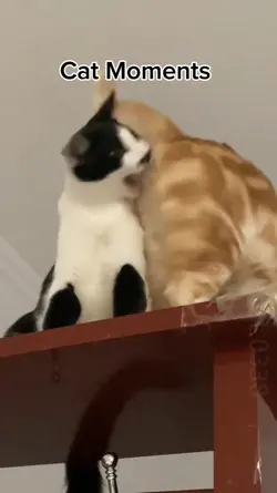 cat funny moments