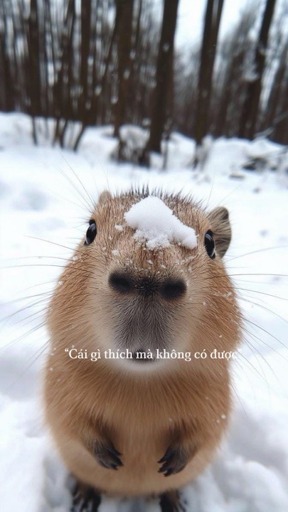 Cái gích mà k co