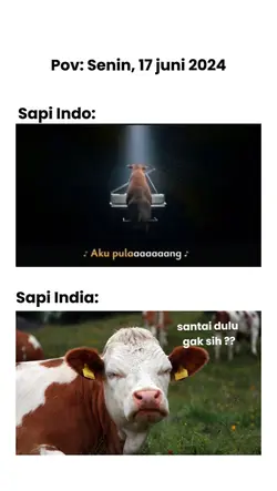 Sapi Idul Adha 2024