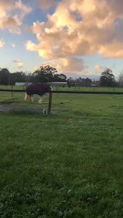 Rambo 😍