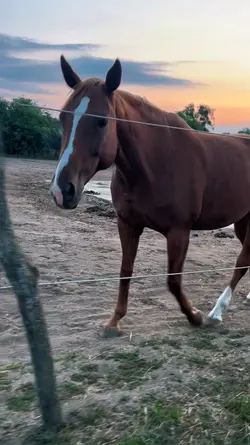 4k horse slowmo 💘💫