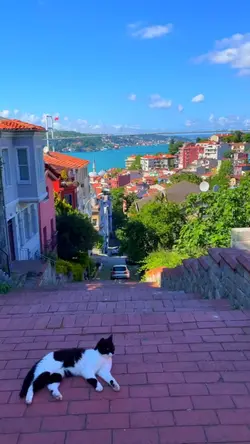 Sadece metin girinnn