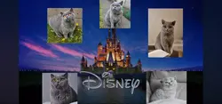 Disney castle pets