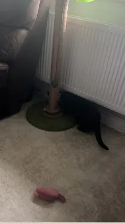 ZOOM!