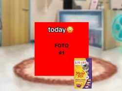Reviewing Cat food