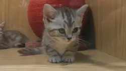 Kitten cats