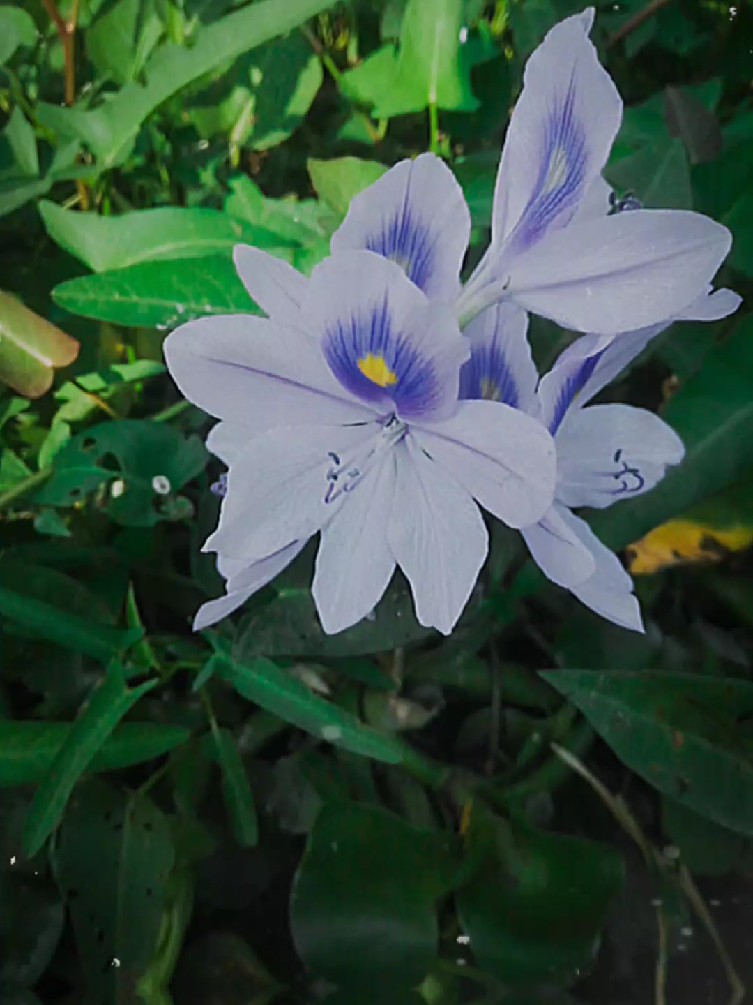 ফুলের_প্রতি_মুগ্ধতা 