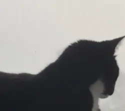 Guardian's Familiar
