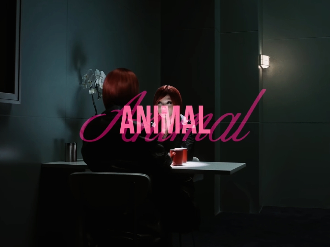 Animal - katseye