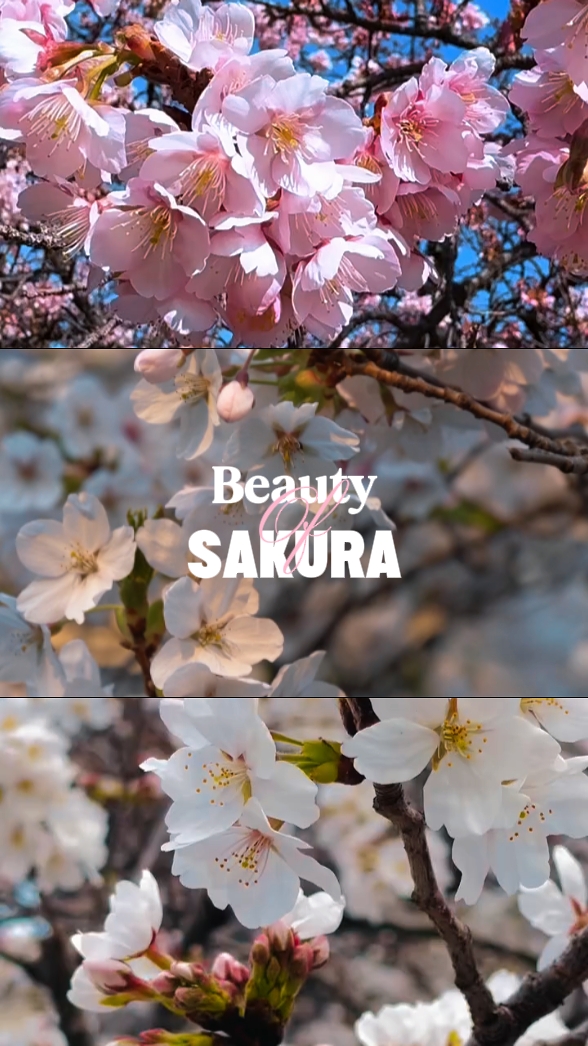 sakura 'nın güzelliği