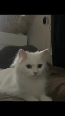 แม่แบบฟรี