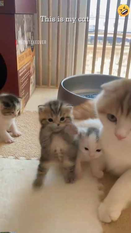 Chat mignon. 