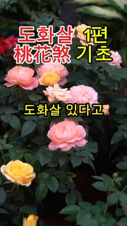 도화살 1편