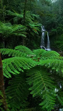 nature