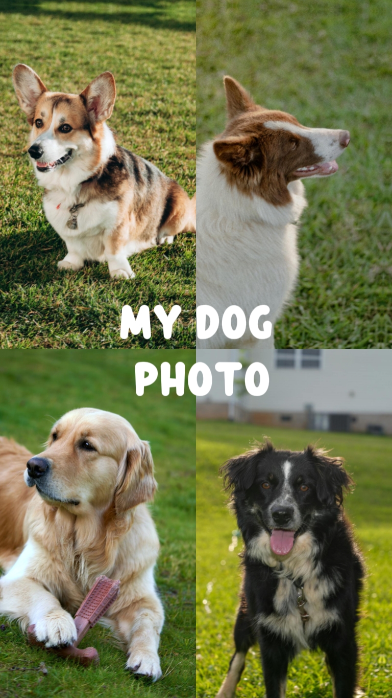 Köpeğim Fotoğrafı