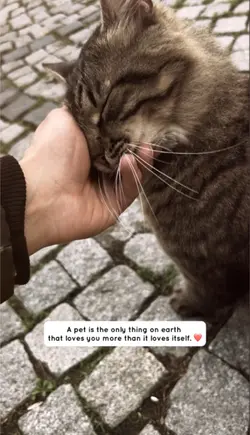 Cat's love
