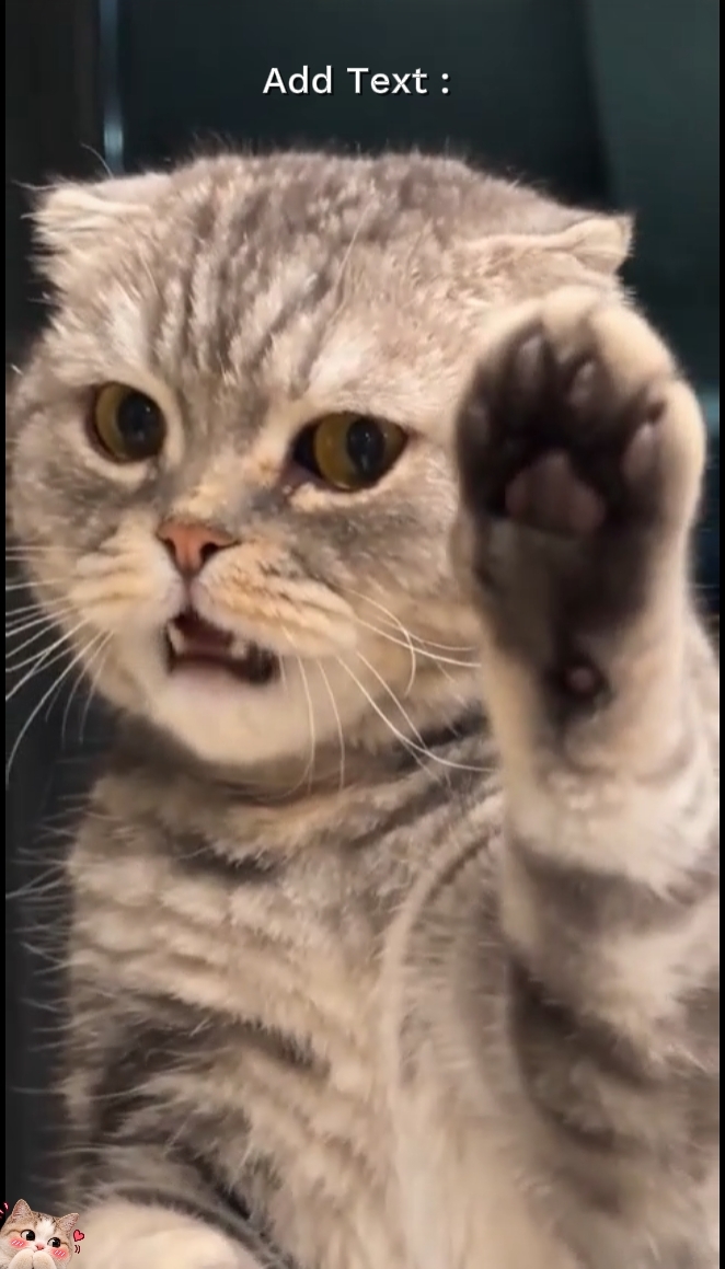 Funny Cat Trend 