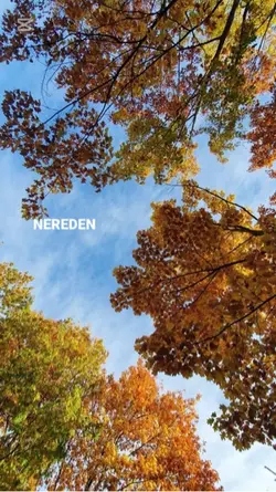 Bu sevda…