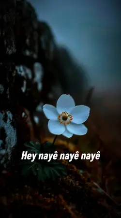 Hey naye naye